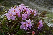 24 Rododendro cistino (Rhodothamnus chamaecistus) con Cornetto